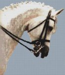 (image for) Dressage Horse